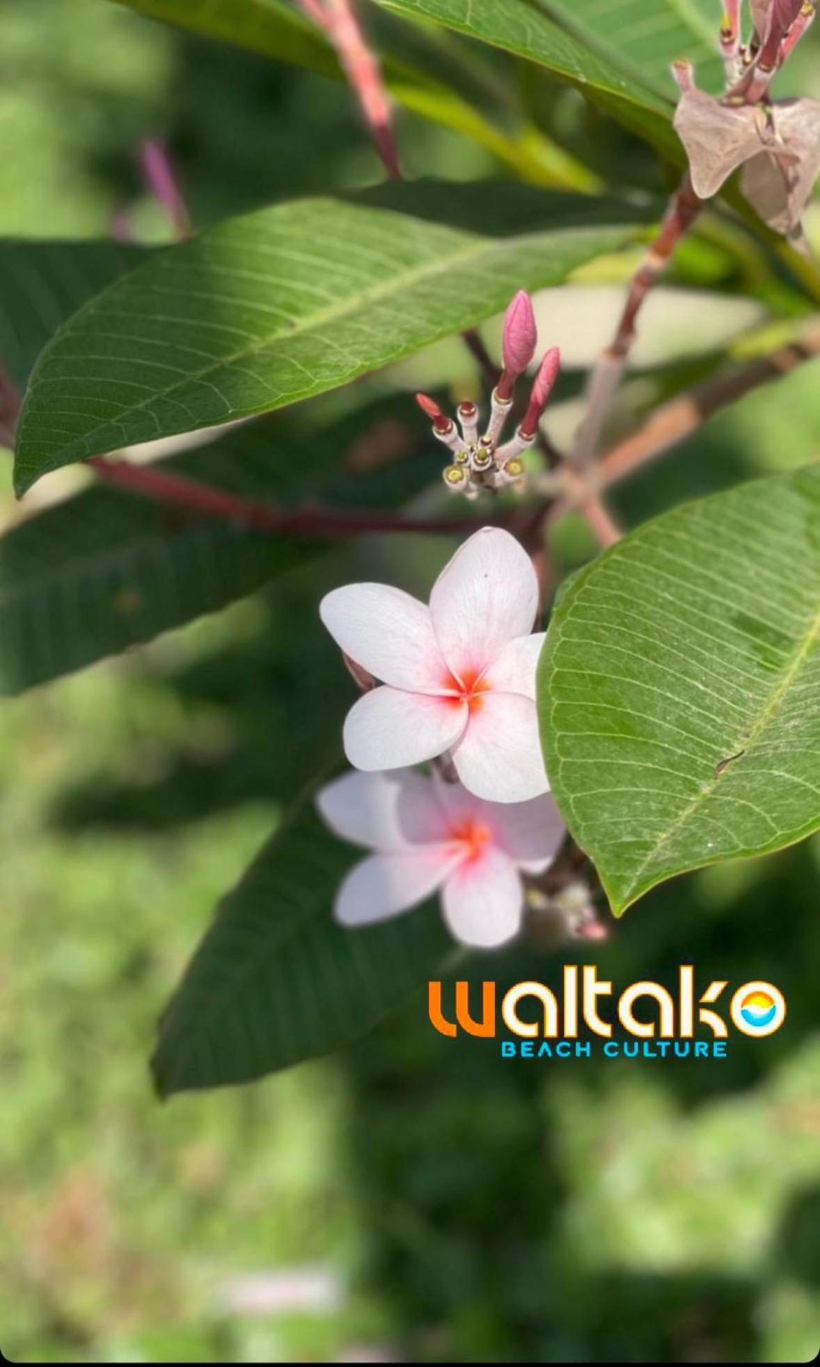 Waltako Beach Culture 카노아스 데 푼타 살 외부 사진